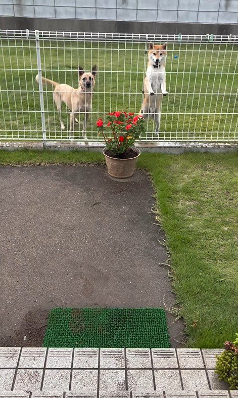 外で遊んでいた幸太郎くんと凛ちゃん2