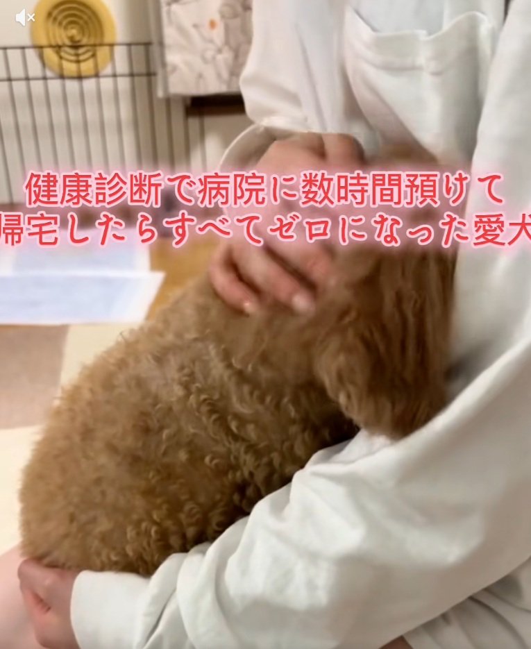 チャミィちゃんをなでる飼い主さん1