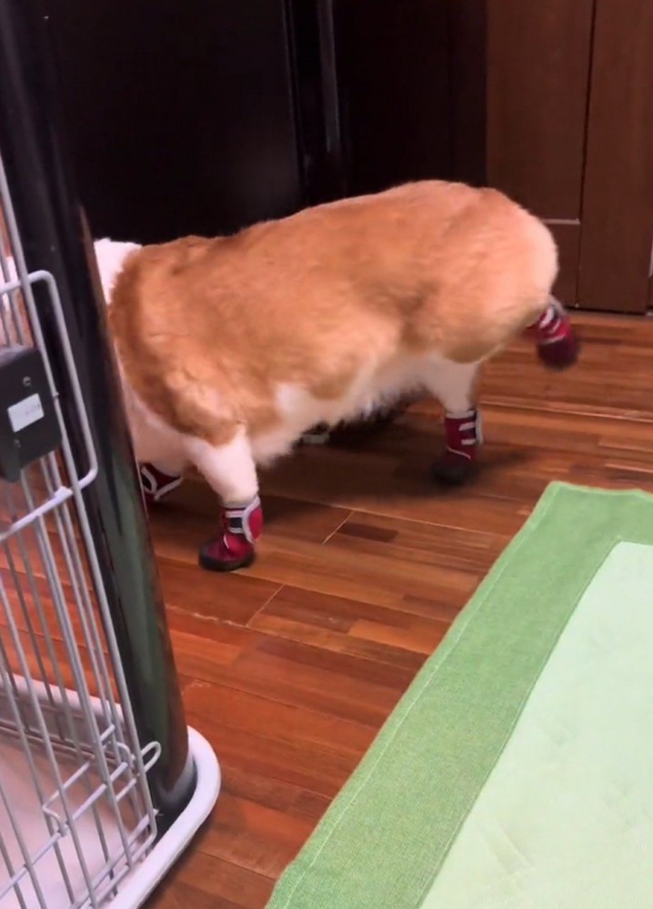 左の後ろ足をお尻の高さまで上げる犬