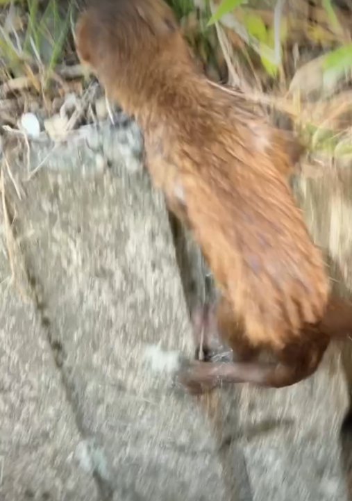 生き物の後ろ姿