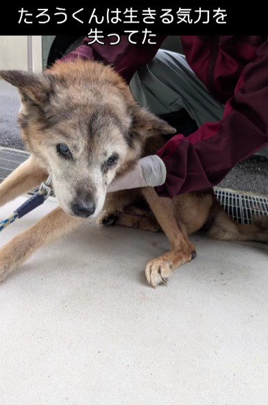 生きる気力を失っていた