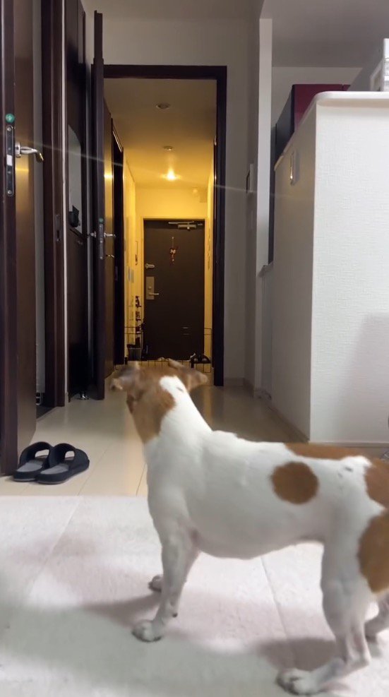 男性が来るのを部屋の中で待つ犬