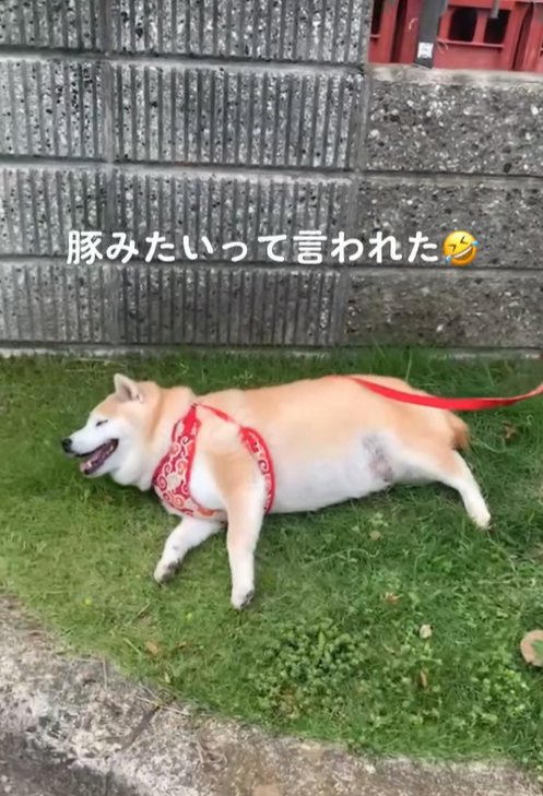 寝転がる柴犬