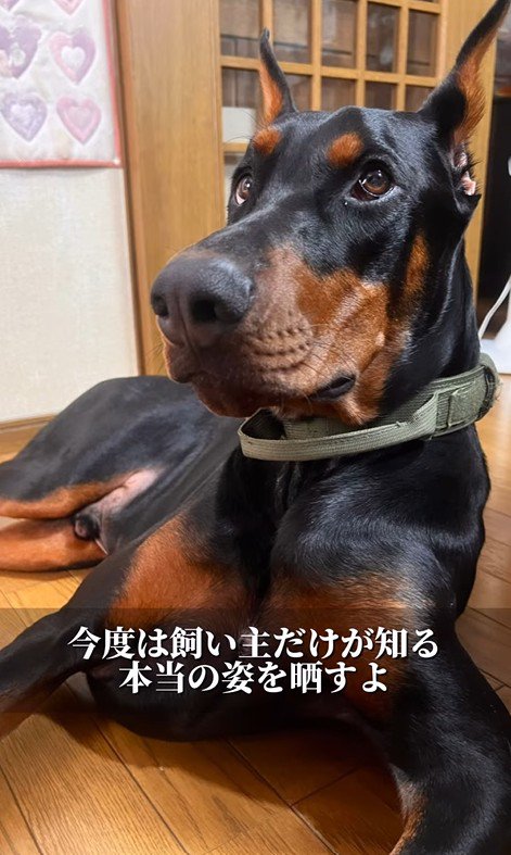 凛々しい表情が素敵