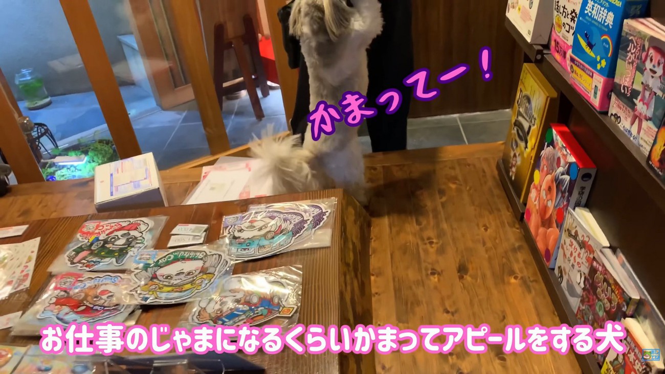 飛びついて構ってアピール！