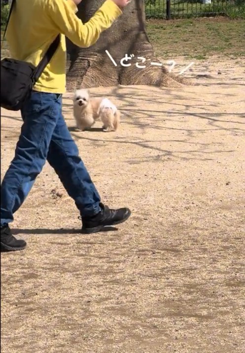 こちらを見る犬