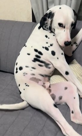 ソファにおじさんのように座りながらカメラを持つ飼い主をチラ見するダルメシアン