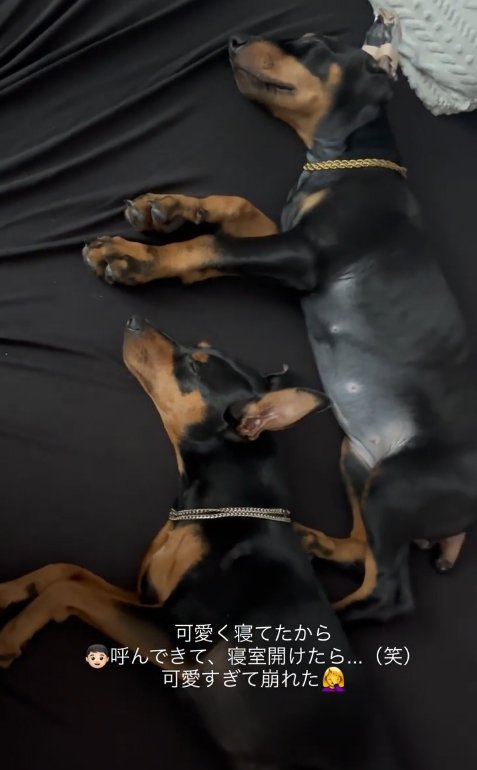 一緒に眠る小型犬と大型犬
