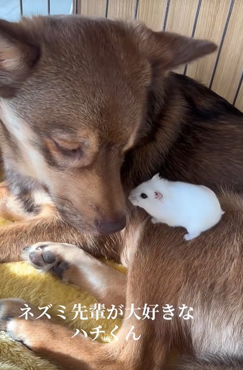 ハムスターを背に乗せた保護犬%%