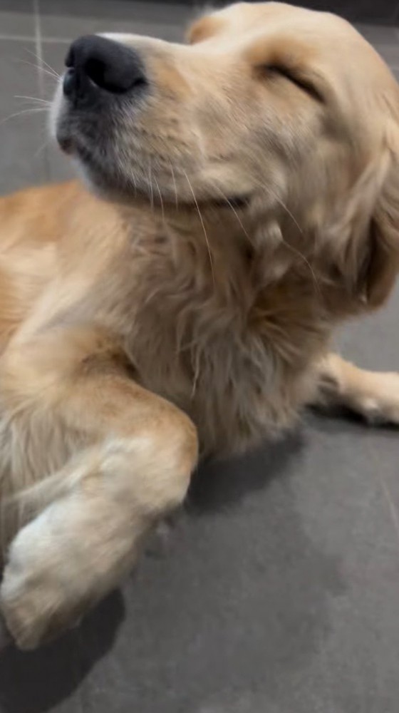 笑顔で床に横たわる犬