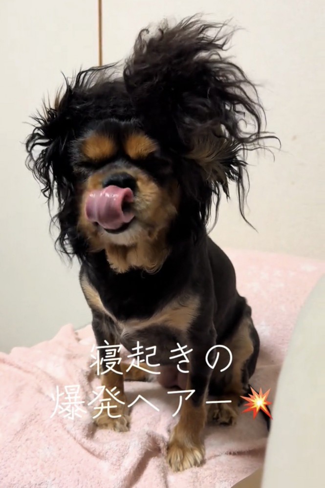舌を出してぺろりとする犬