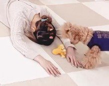 うつ伏せになっている飼い主の前に、咥えていたおもちゃを落とす茶色い犬