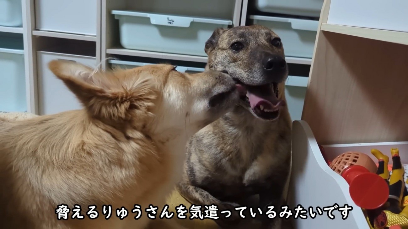 りゅうさんを励ますもかちゃん4