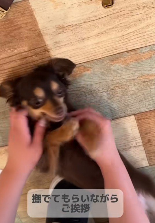 トリマーさんに一直線♡