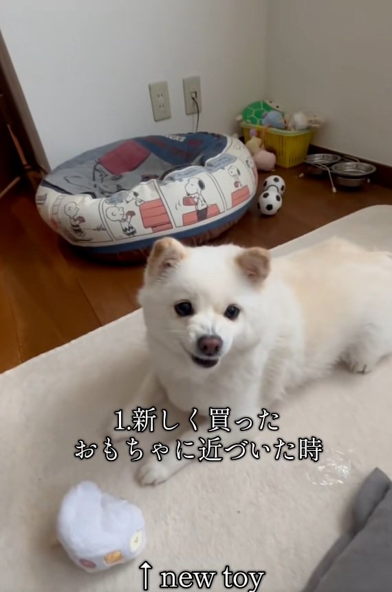 怒り始めるベラちゃん