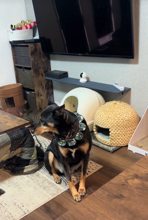 再び歩き出す猫ちゃん