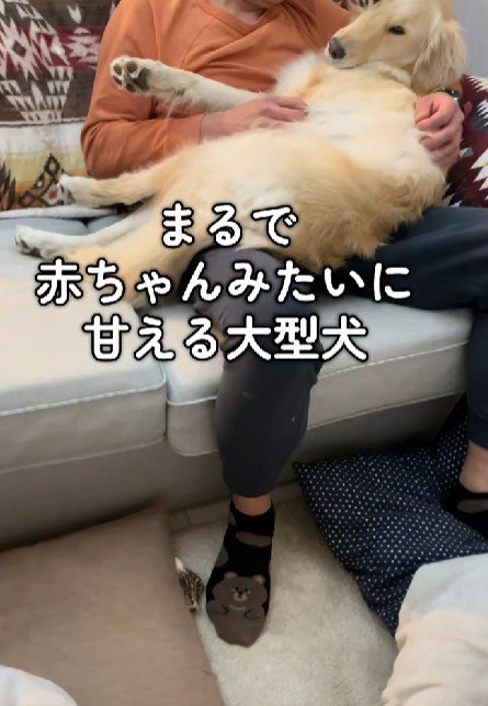 甘えん坊のぽむちゃん