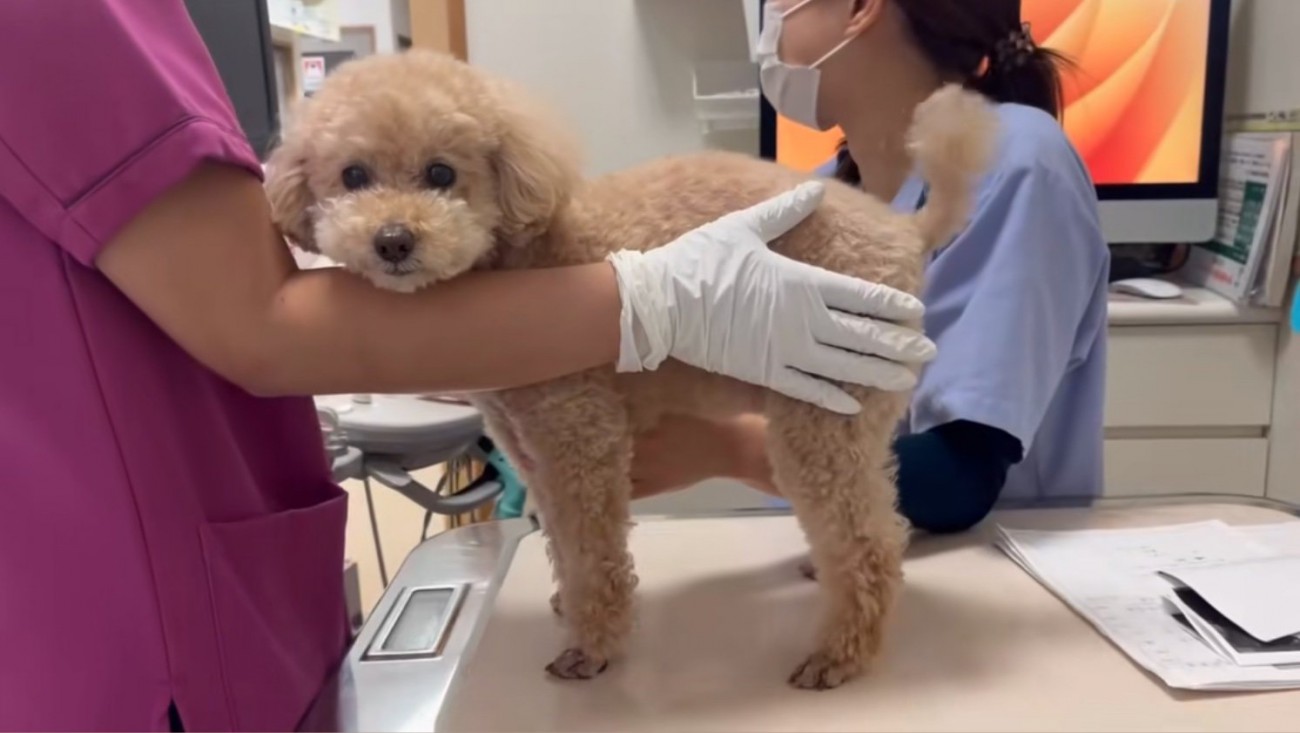 診察台の上に乗る犬2