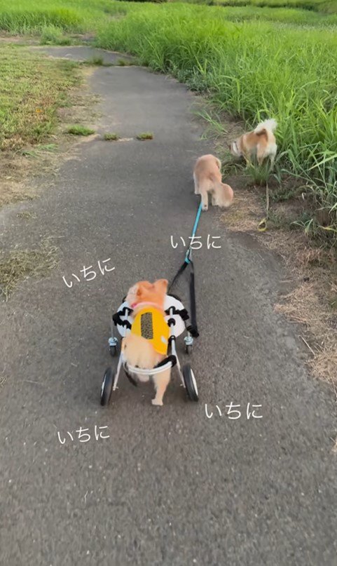 お散歩を楽しむさくらちゃん7