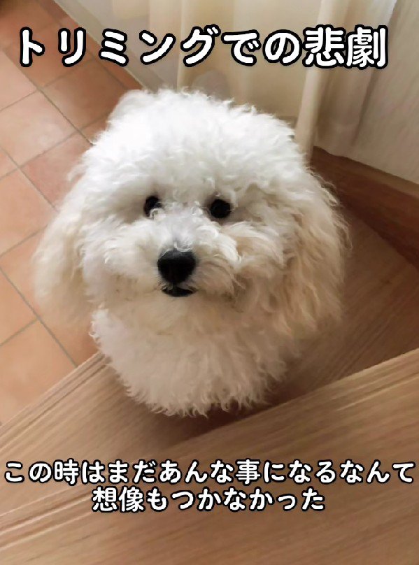 もふもふ犬のレオちゃん