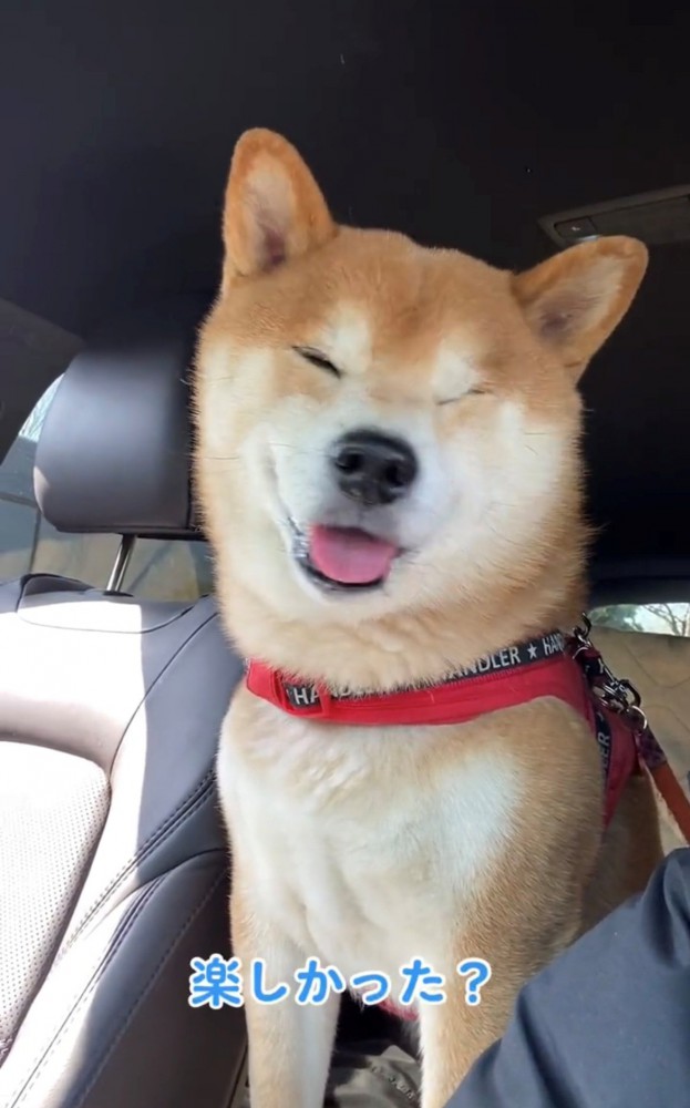 目を細めて笑顔を見せる犬