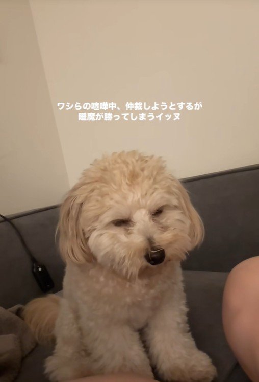 喧嘩仲裁中に眠くなるワンコ5