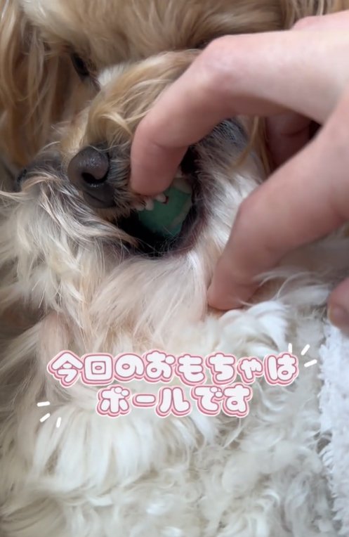 ボールを取り合う小型犬達