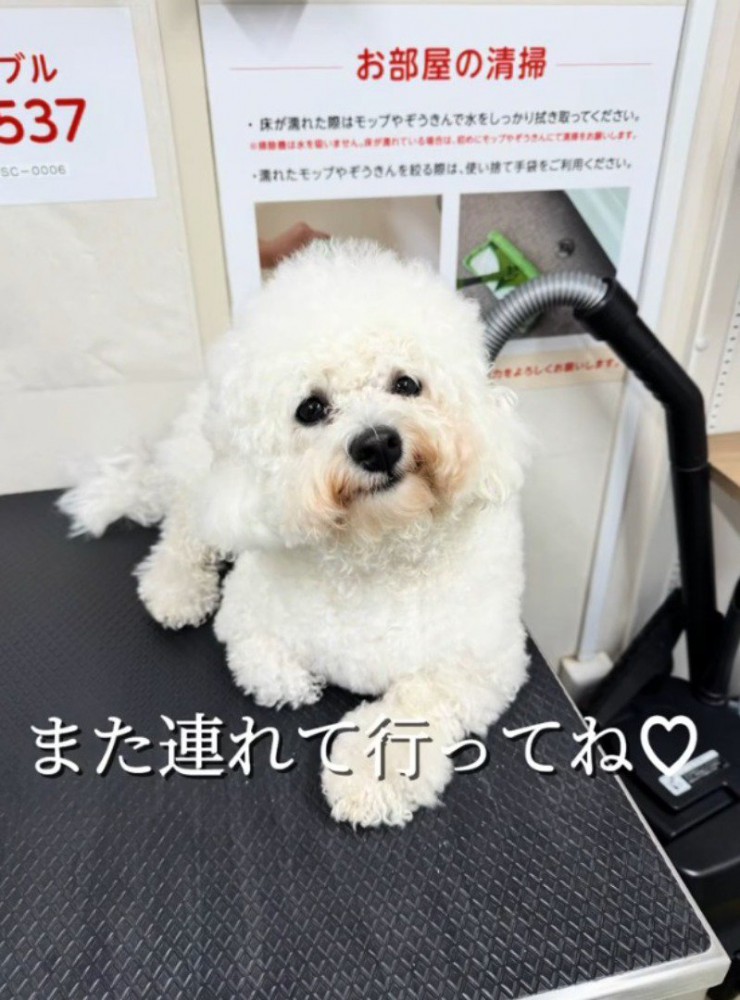 トリミング台に座る白い姿に戻った犬