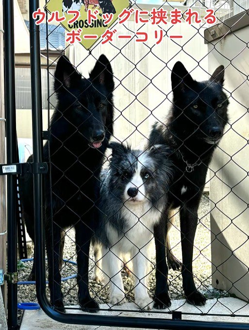 優しい先輩犬たち