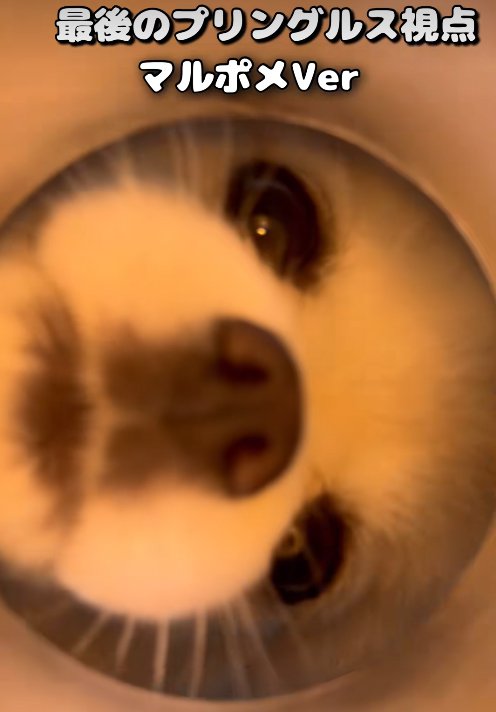 お菓子の筒の中を覗き込む小型犬
