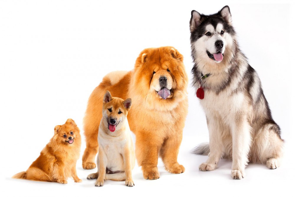 犬種別の平均寿命を算出した生命表【イギリスでの研究結果】 | わんちゃんホンポ
