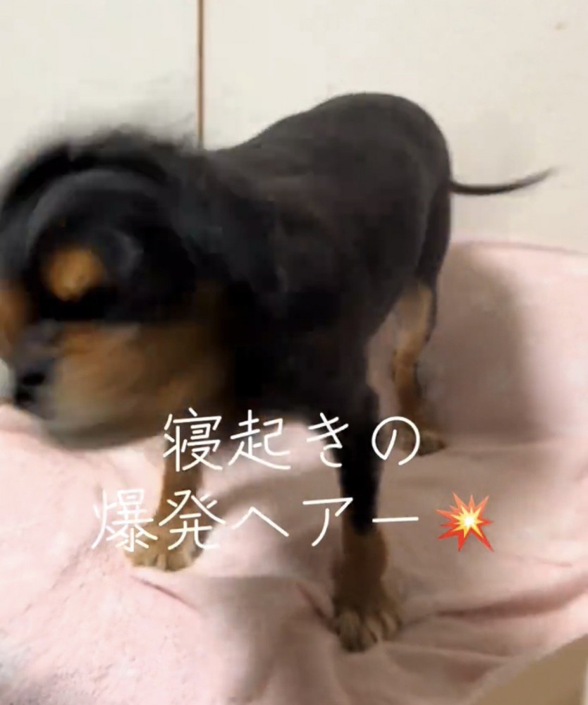 体をブルブルする犬