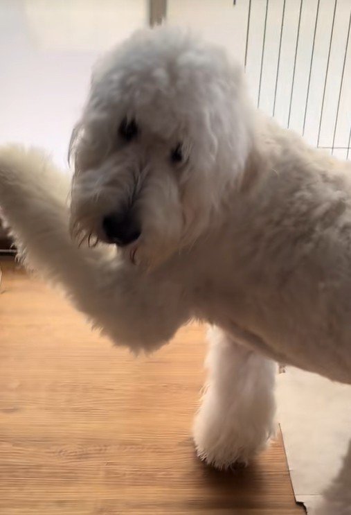 情けないお顔が可愛い♡