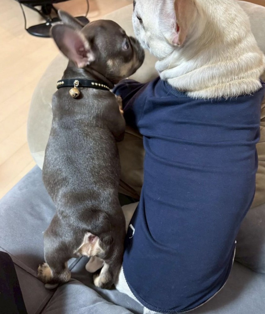 妹もできました