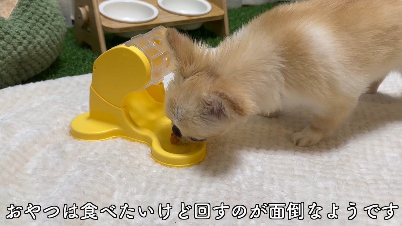 知育おもちゃで遊ぶピノちゃん＆パルムちゃん3