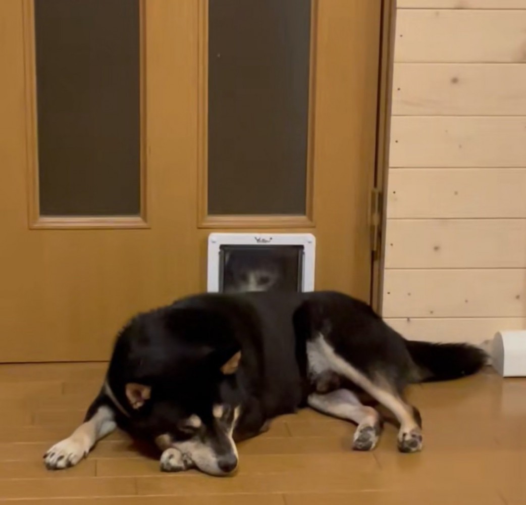 扉の前で寝転ぶ柴犬