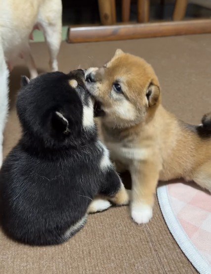 顔を食べちゃった！