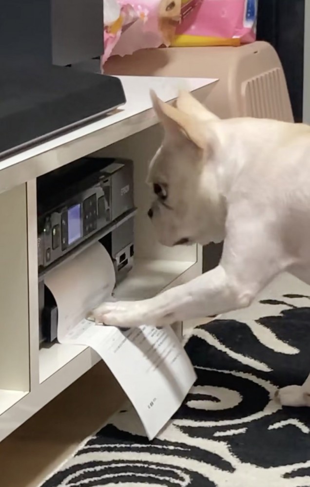 左手で書類をパァン！