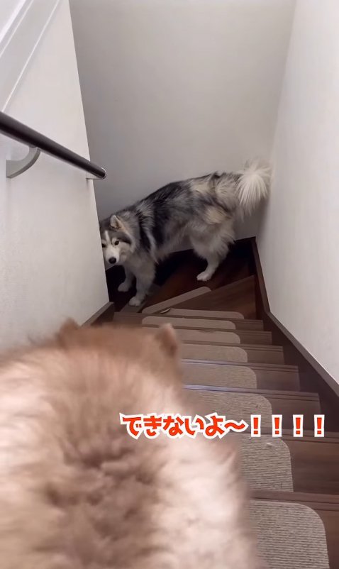 降りられなくて鳴く赤ちゃん犬