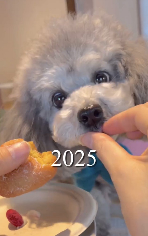 ごはんを食べようとしている犬