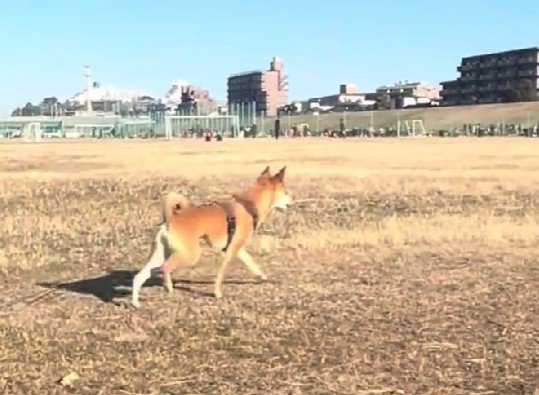 一目散に飼い主さんの元へ