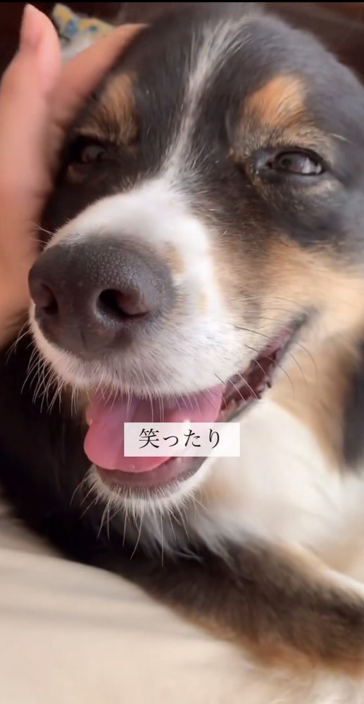 ニコニコ笑い、撫でられる犬