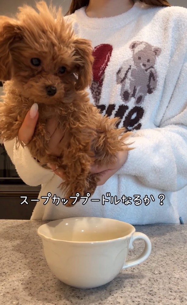 スープカップと犬2