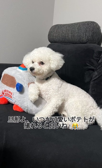 パパが撮ったポテトくん4