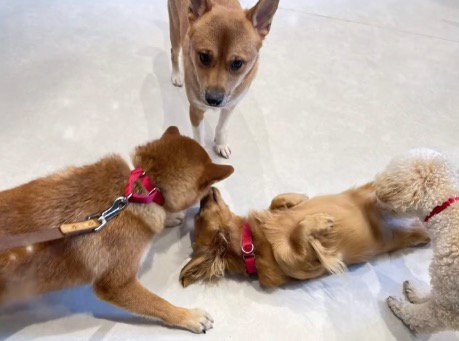 遊んでいる犬たちに近寄る犬