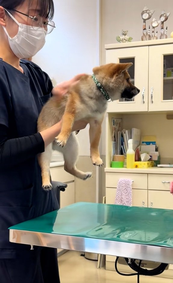 時間差で鳴く子犬