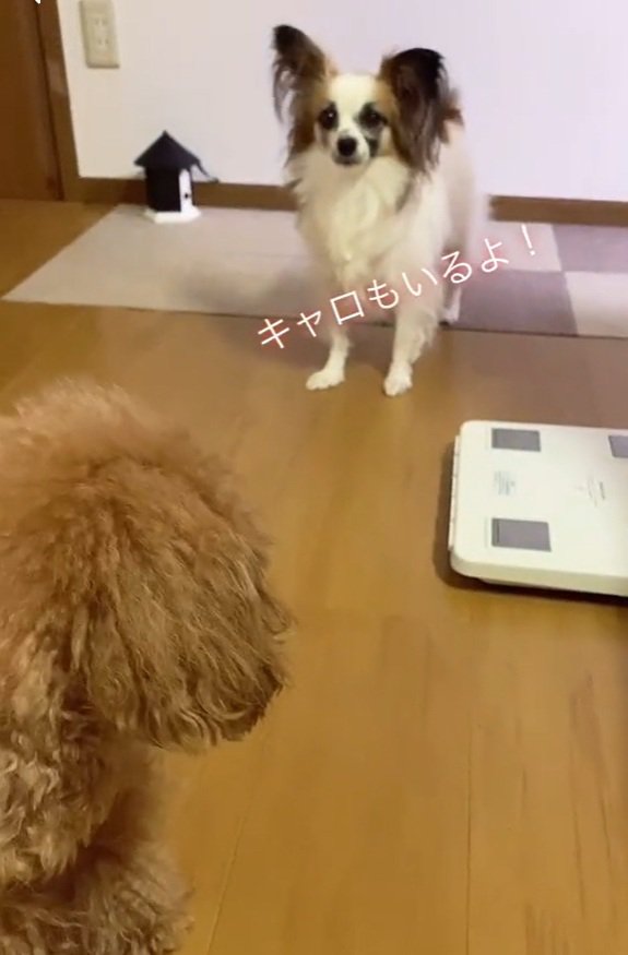 キャロちゃんの登場