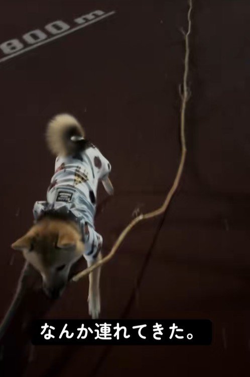 一生懸命運び続けています