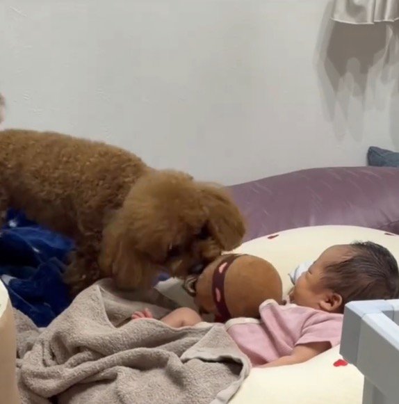 立ち上がってぬいぐるみを咥える犬
