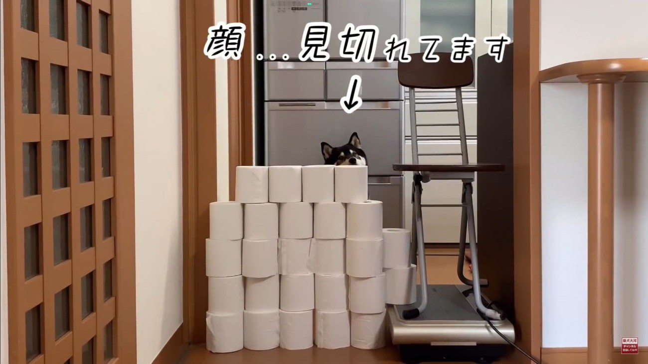 大河くんのトイレットペーパーチャレンジ5
